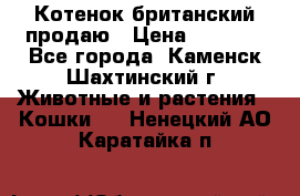 Котенок британский продаю › Цена ­ 3 000 - Все города, Каменск-Шахтинский г. Животные и растения » Кошки   . Ненецкий АО,Каратайка п.